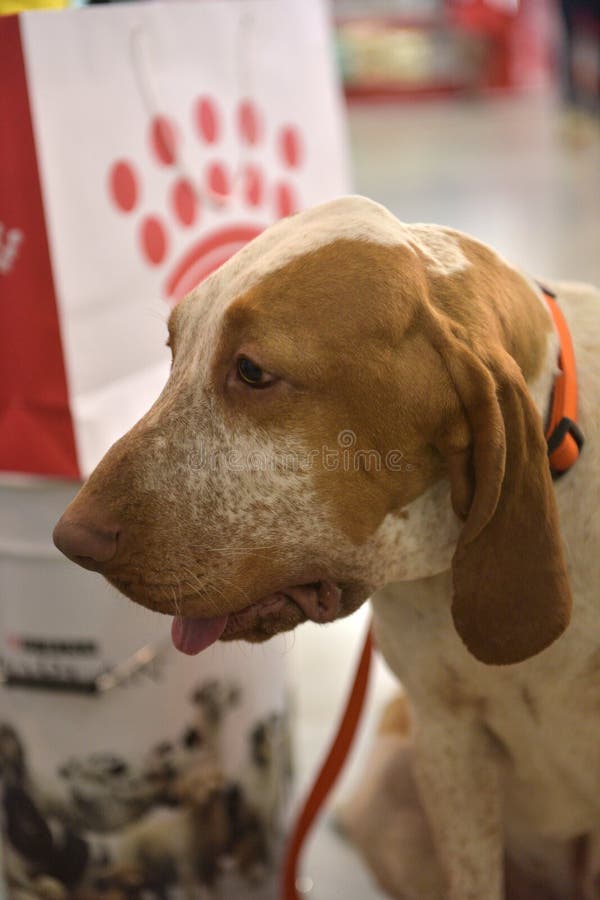 The head of an italian bracco, the typical pointing italian dog