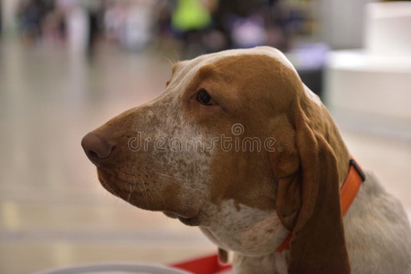 The head of an italian bracco, the typical pointing italian dog