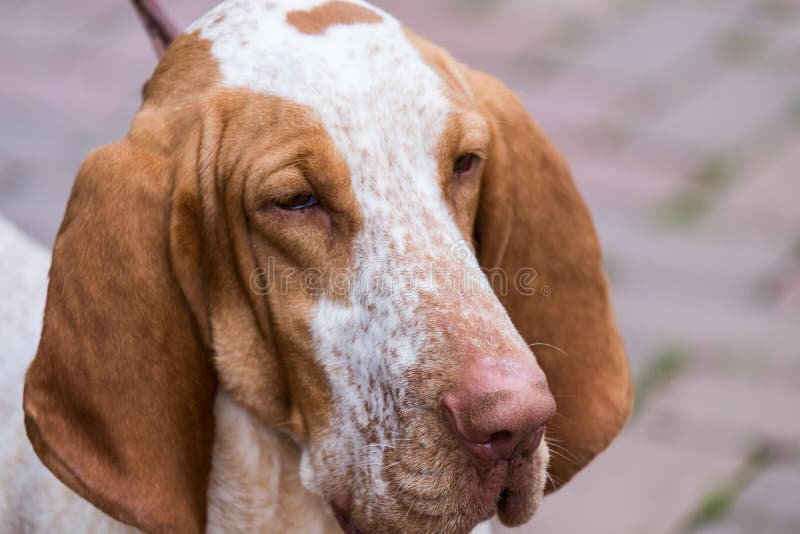 The head of an italian bracco, the typical pointing italian dog