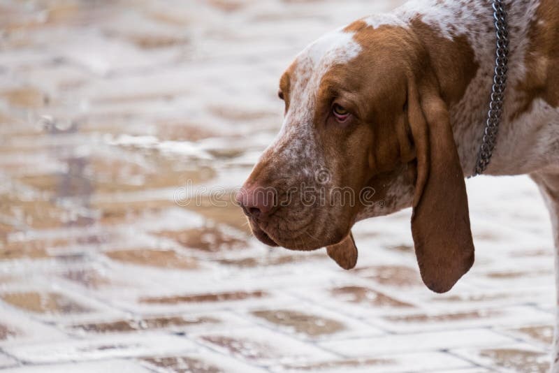 The head of an italian bracco, the typical pointing italian dog