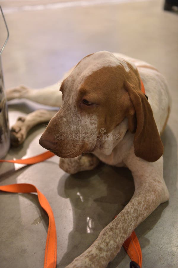 The head of an italian bracco, the typical pointing italian dog