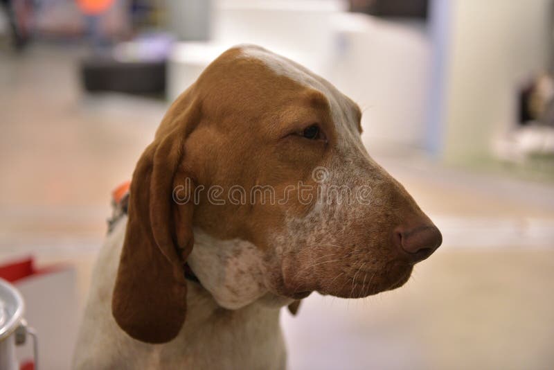 The head of an italian bracco, the typical pointing italian dog