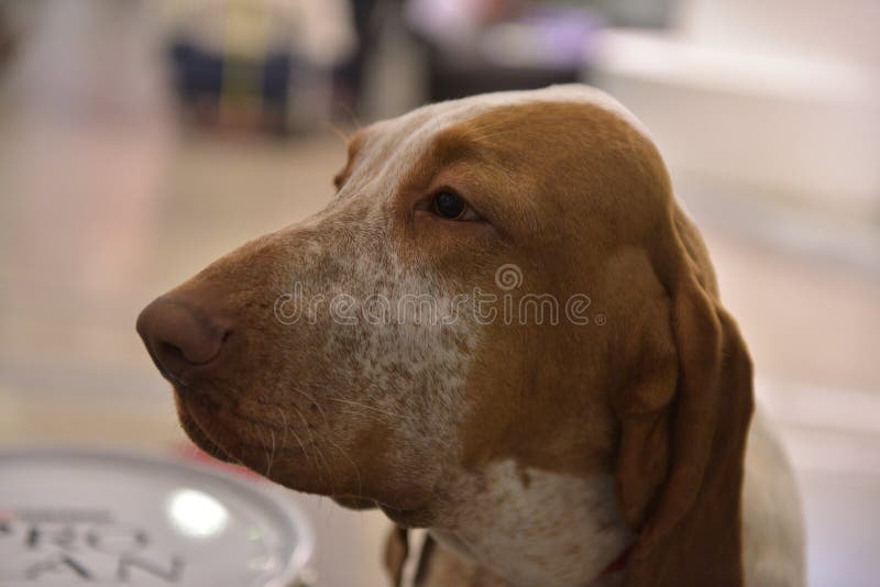 The head of an italian bracco, the typical pointing italian dog