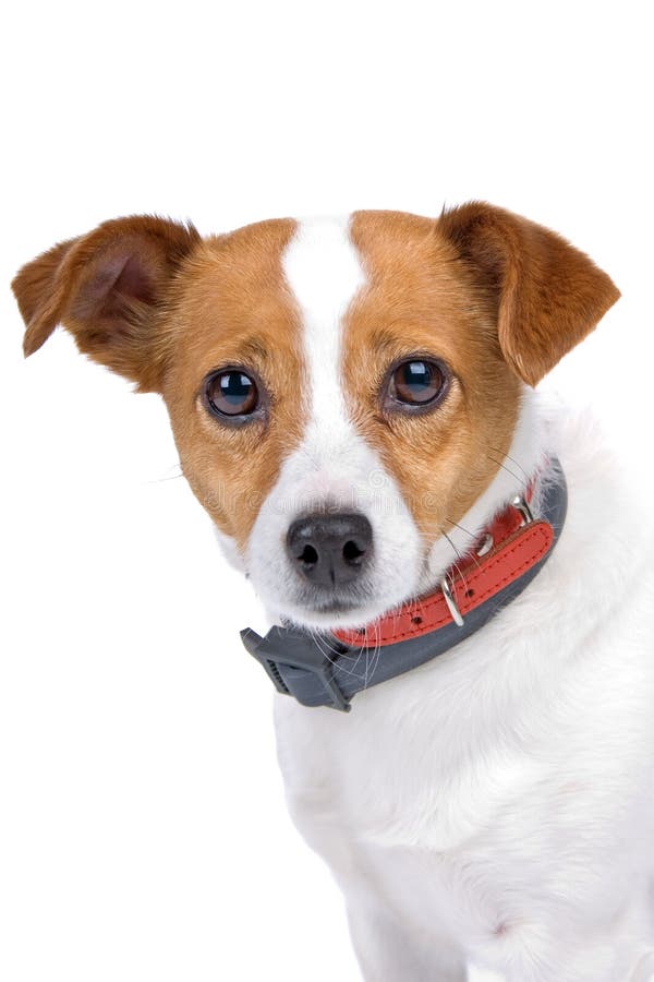 Head of Jack Russel Terrier Dog Stock Image Image of adorable, adult