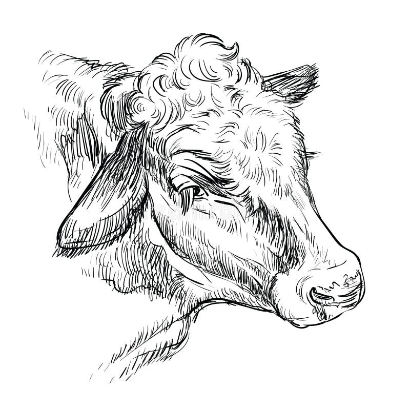 Cow sketch hires stock photography and images  Alamy