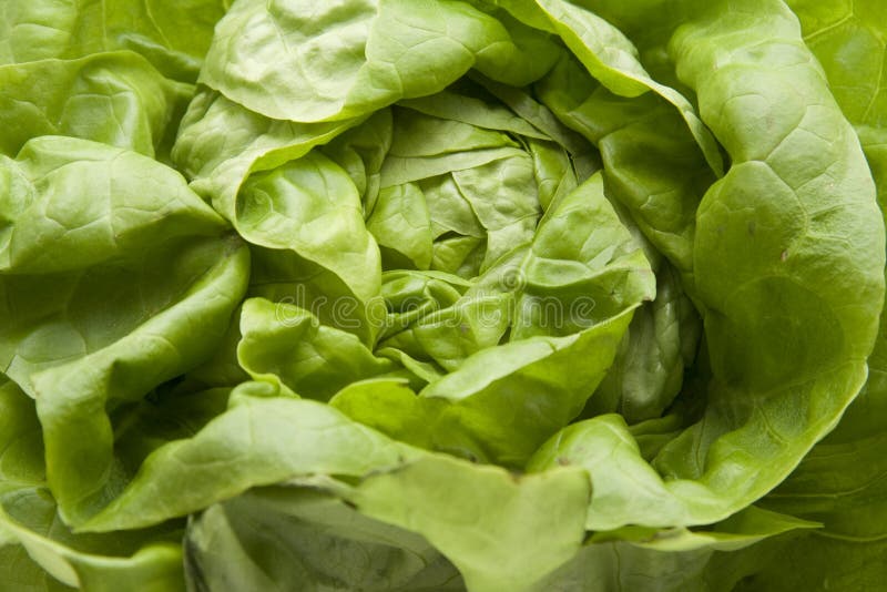 Head lettuce stock photo. Image of leaf, vegetable, plant 16821562