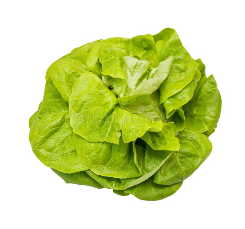 A head of Lettuce stock photo. Image of lush, health 28586970