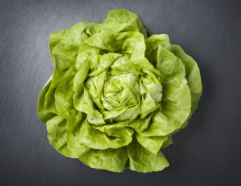 Head Lettuce stock photo. Image of detail, vegetables 5120758