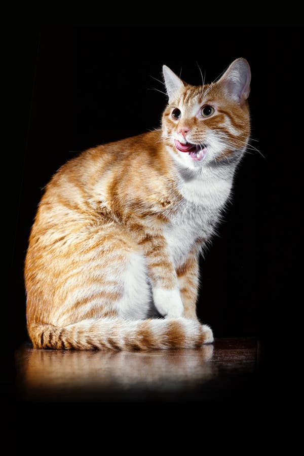The Head of the Licking Lips Ginger Tabby Cat Stock Photo Image of