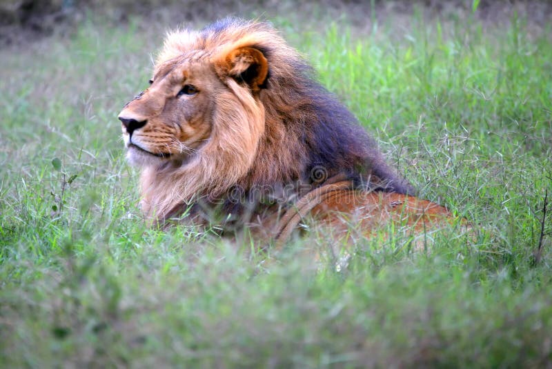 An African lion male hunting in the bush in Kenya on the Maasai Mara game reserve. An African lion male hunting in the bush in Kenya on the Maasai Mara game reserve.