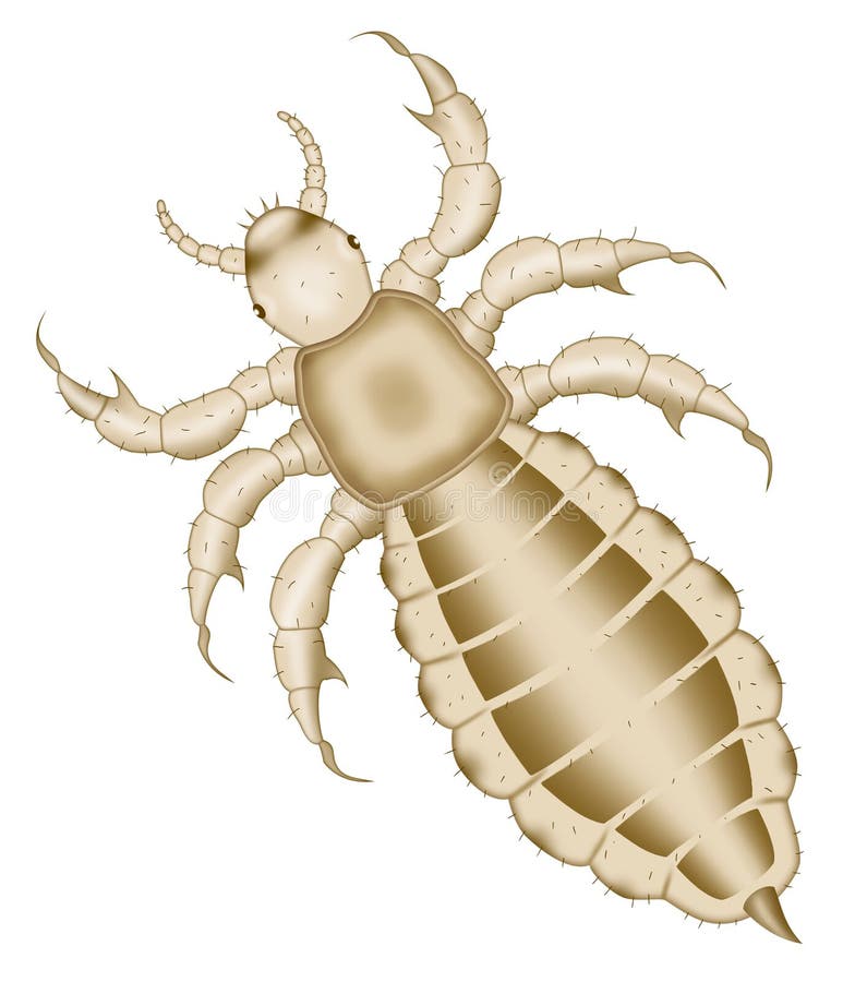 Body Louse Illustration, Drawing, Engraving, Ink, Line Art, Vector
