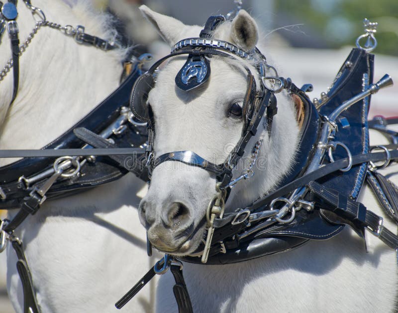 Head of Miniature Horse in Harness