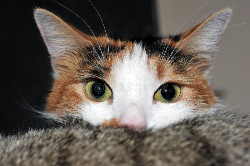 Cat funny picture, Close-up photo of cute calico cat. Poste…