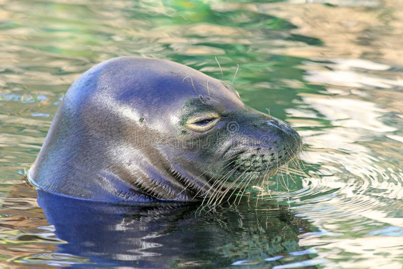Head of Monk Seal stock photos Head of Monk Seal stock photos