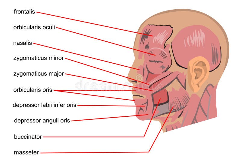 Parts of the body stock illustration. Illustration of human - 21767394