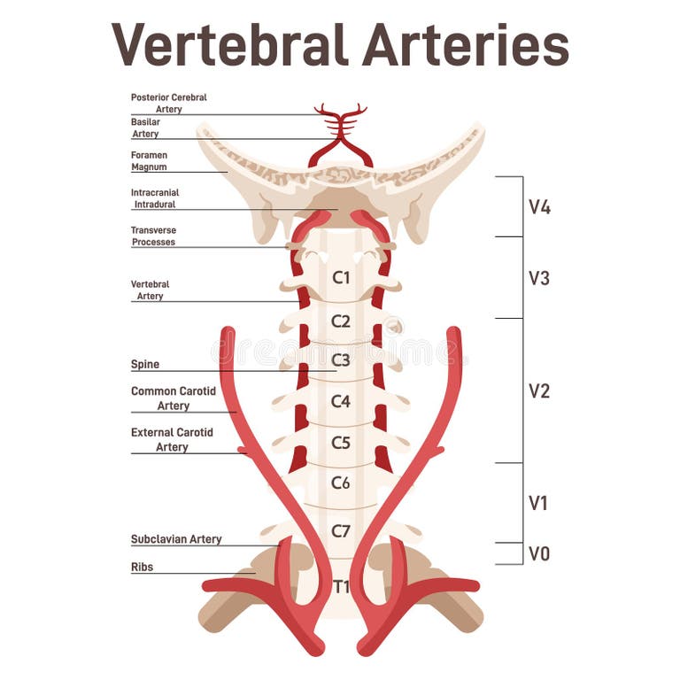 blood-supply-head-neck-stock-illustrations-13-blood-supply-head-neck-stock-illustrations