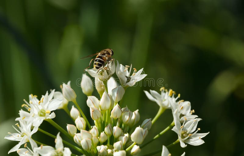 Head of onion flower stock photo. Image of flower, agriculture 35141634