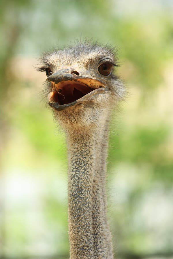 head ostrich royaltyfri foto head ostrich royaltyfri foto