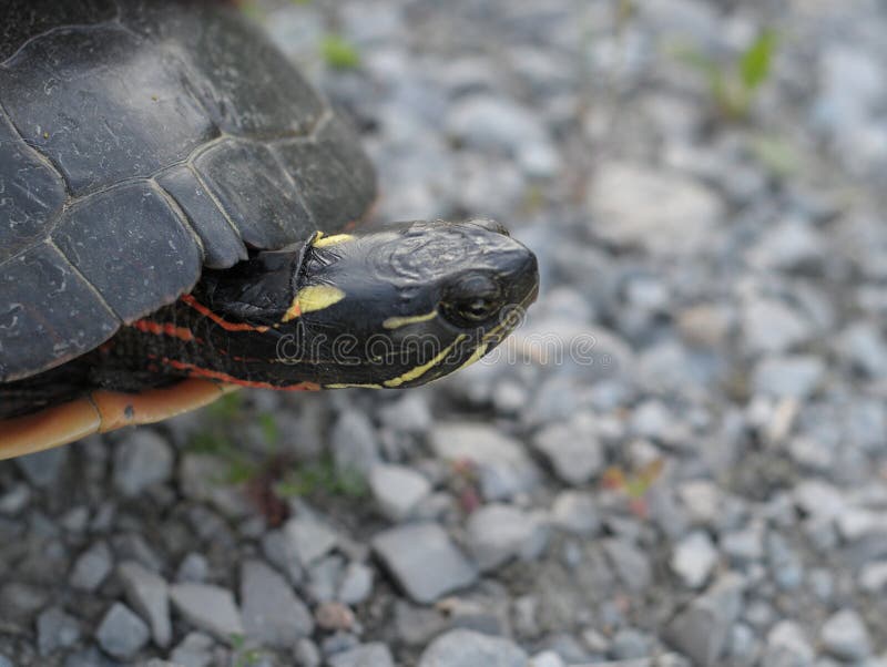 Head of a painted turtle stock image. Image of head, macro 9946887
