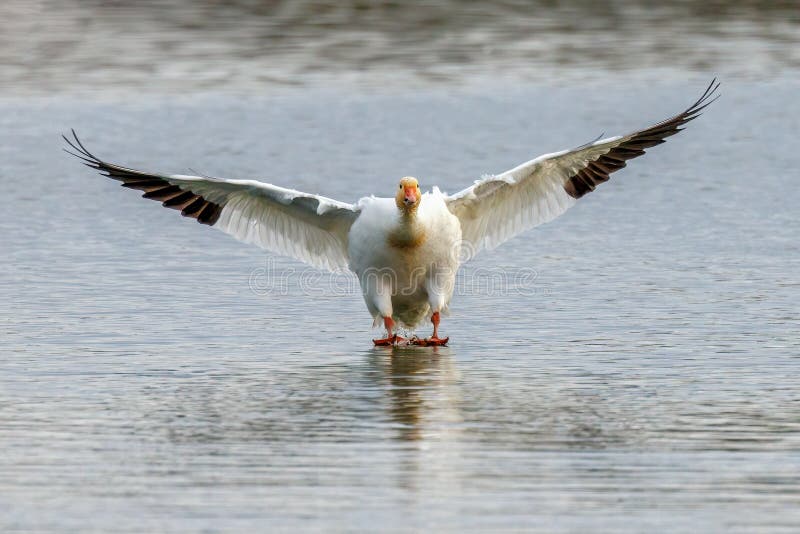 Snow Goose - Anser caerulescens landing on water.