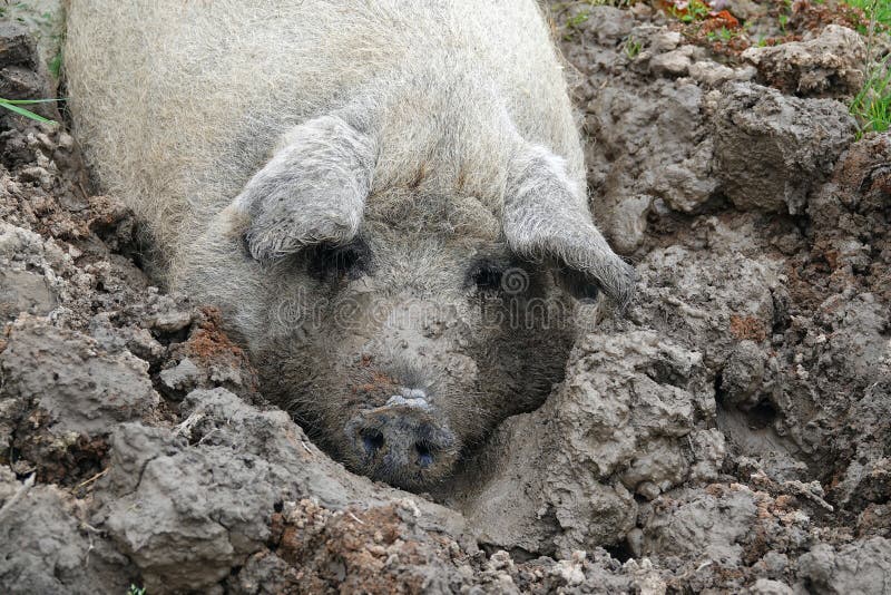 Свинья валяется. Свинья валяется в грязи. Поросенок валяется в грязи.