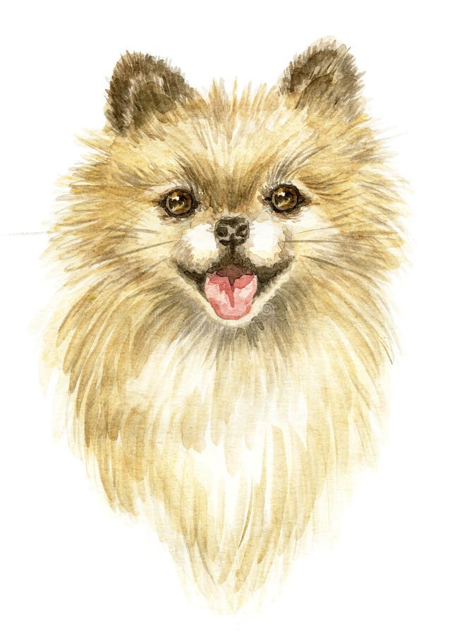 Head of the Pomeranian stock illustration. Illustration of painting ...