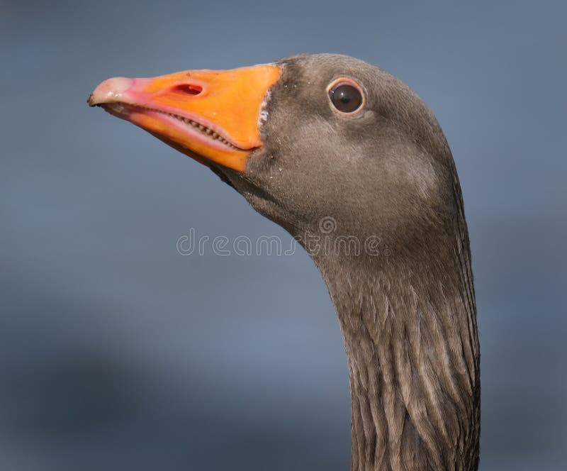 Head portrait of greylag goose. stock image Head portrait of greylag goose. stock image