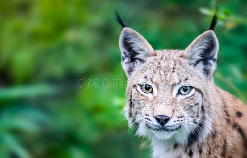 Head portrait of wild Eurasian lynx cat curious staring straight into the camera. Background of green leafs and trees out of focus due to shallow depth of field. Head portrait of wild Eurasian lynx cat curious staring straight into the camera. Background of green leafs and trees out of focus due to shallow depth of field.