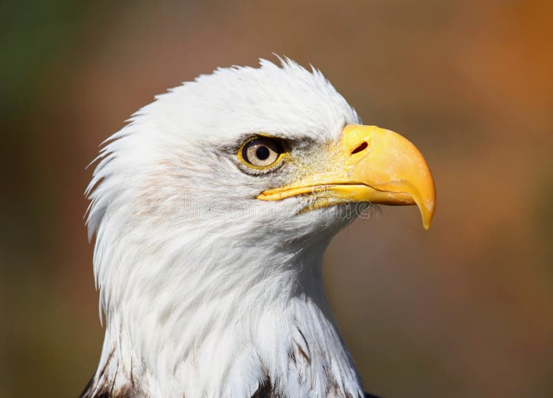 Head of power stock image. Image of animal, bald, beauty 27069685