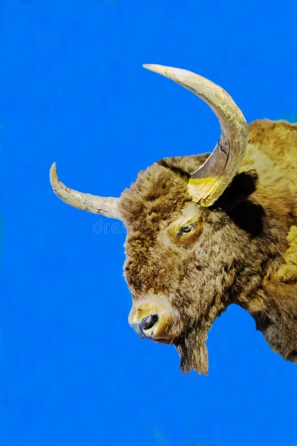 The Head of a Primitive Bison with Powerful Horns on a Blue Background