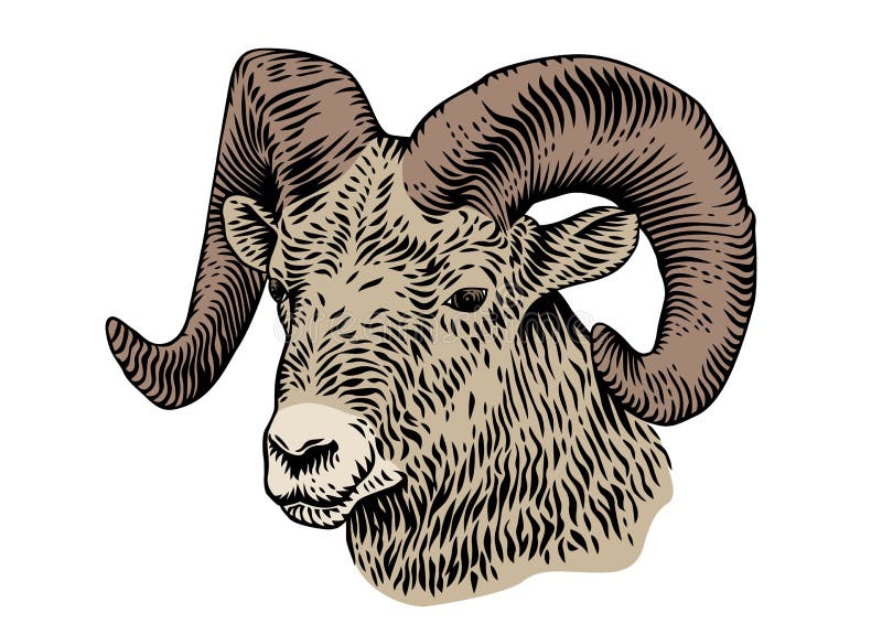 Drawing of horned head of ram on the white background vector illustration.