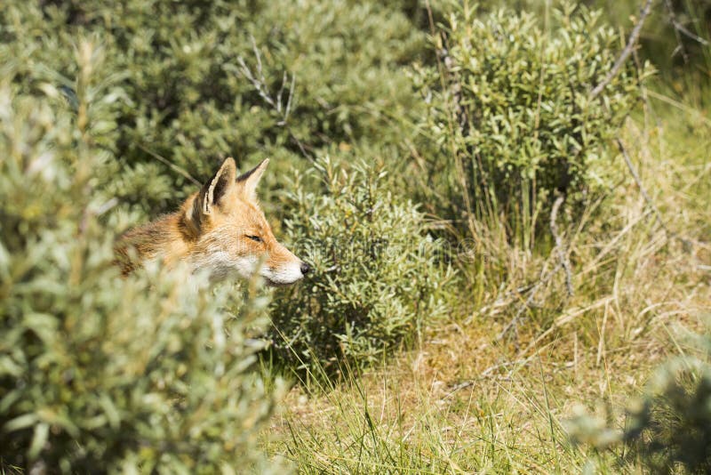 Head of Red Fox Coming Out of the Bushes Stock Photo Image of hunter