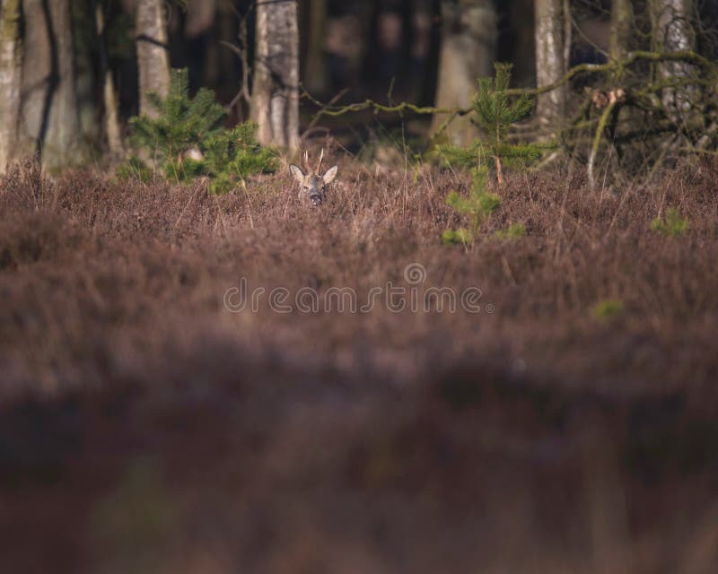Head of Roe Deer Buck between Heather Bushes. Stock Image Image of