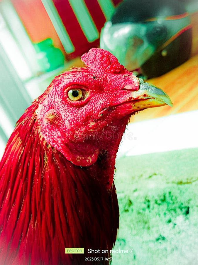 Head rooster image photo sweet nice blood stock image.