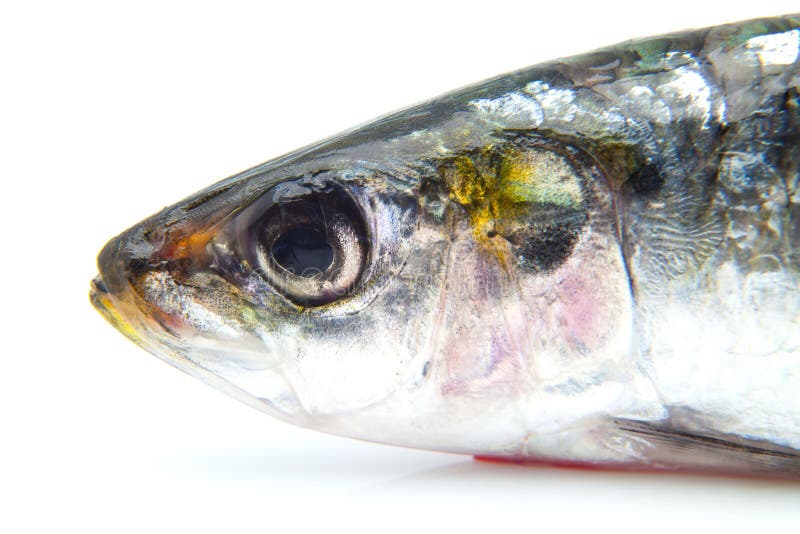 Head of a sardine stock image. Image of close, salt, water 52051795