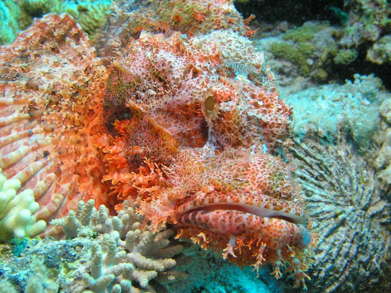 Head of Scorpion Fish