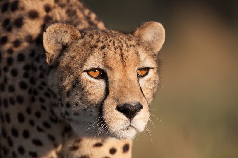 Head shot of adult cheetah in golden light Kruger Park South Africa stock image