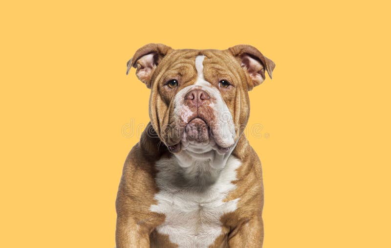 3,500+ American Bully Dog Stock Photos, Pictures & Royalty-Free Images -  iStock