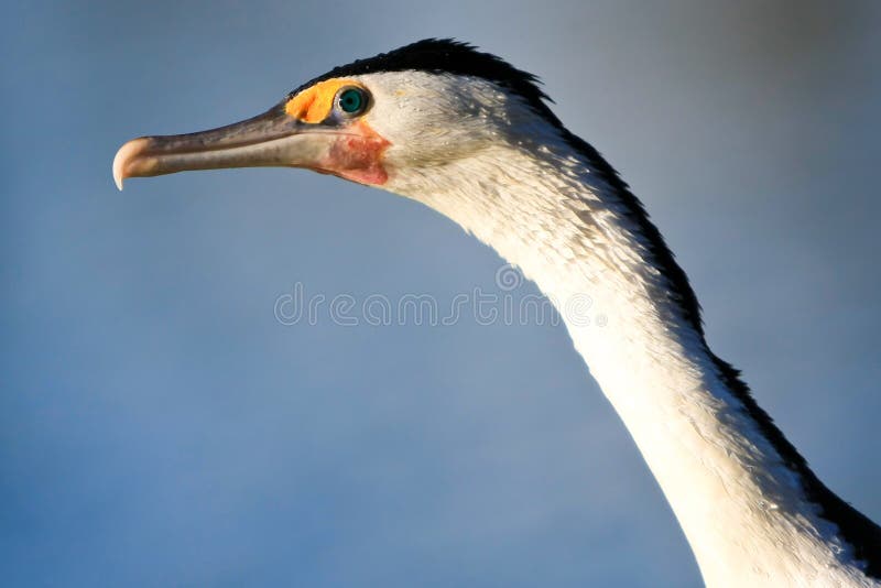 Head-shot of Australian Pied Cormorant