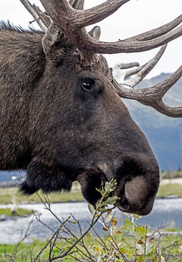 Head shot of a Bull Moose feeding on green twigs.