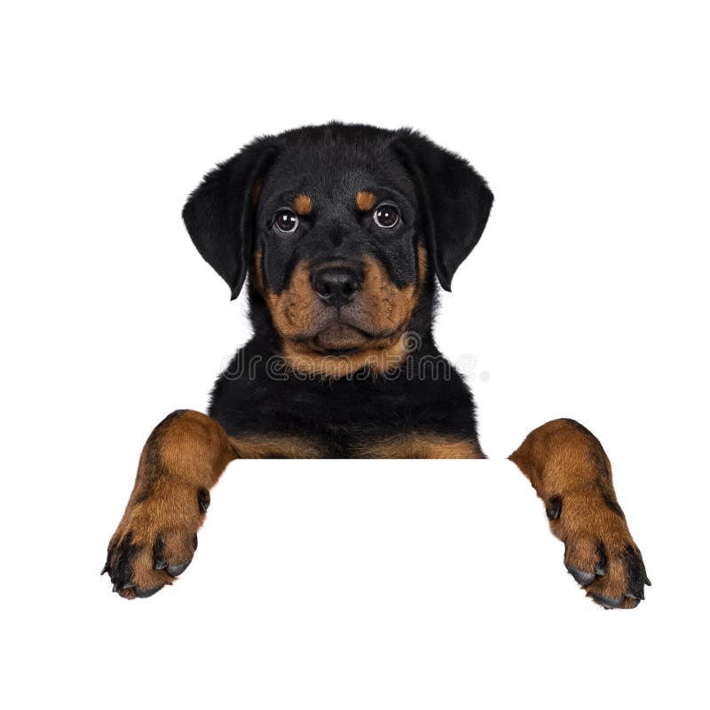 Cute Rottweiler Dog Puppy, Tail Hanging Down. Stock Image ...