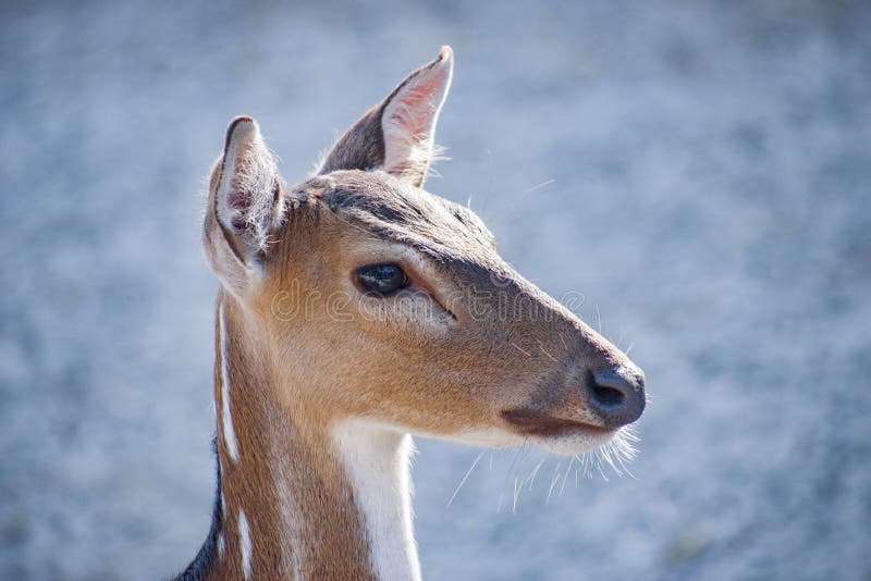 Head shot of a deer