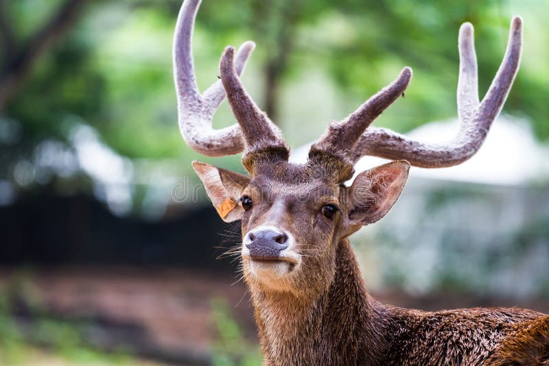 Head shot of deer