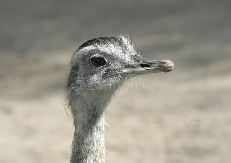 Head Shot of Greater Rhea royalty free stock photo Head Shot of Greater Rhea royalty free stock photo