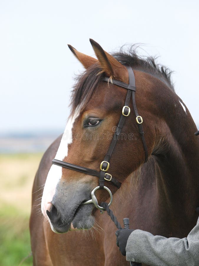 Horse Headshot in Bridle royalty free stock image