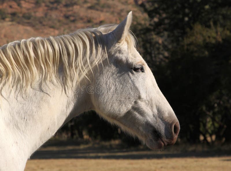 Head Shot of Large White Horse Head Stock Image Image of horses, ears