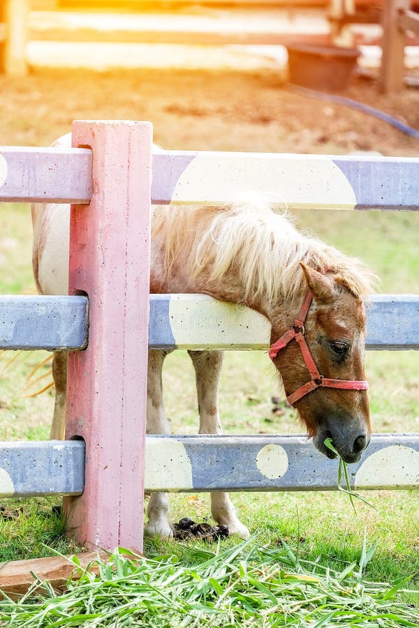 Animal Baby Horse Eating Hay Stock Photo Image of pasture, barn