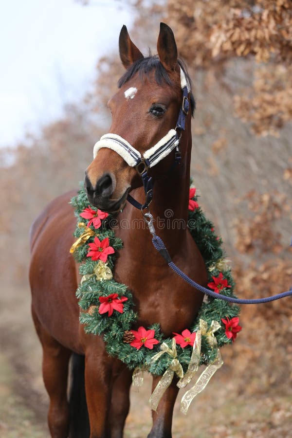 Head shot portrait of a christmas horse at rural scene against natural background