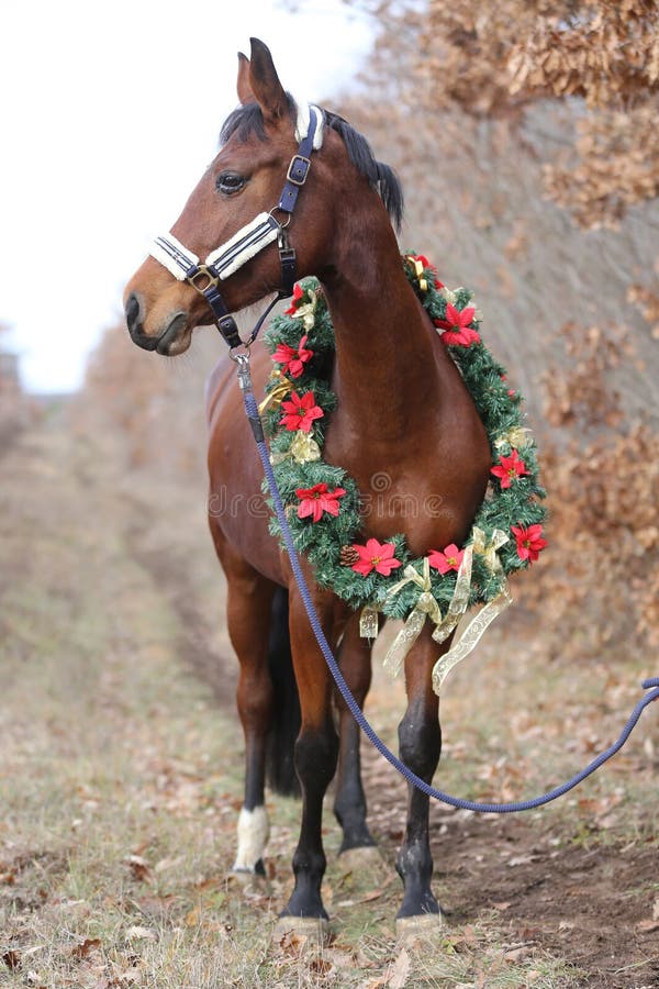 Head shot portrait of a christmas horse at rural scene against natural background