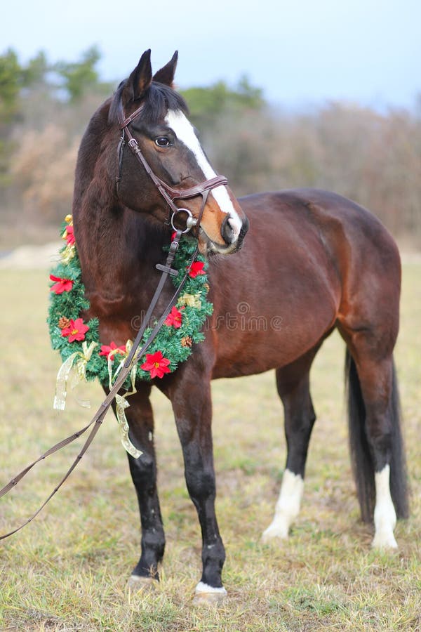 Head shot portrait of a christmas horse at rural scene against natural background